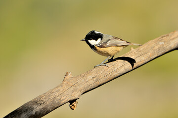 Carbonero garrapinos  posado en una rama (Periparus ater) Ojén Málaga España 