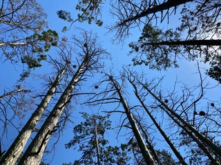 branches against sky