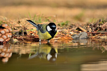 carbonero común bebiendo y reflejado en el borde del estanque del parque (Parus major) Ojén Málaga España 