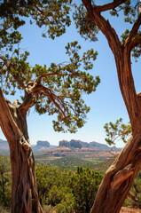 View through the trees of the Beautiful Landscape of Sedona, Arizona