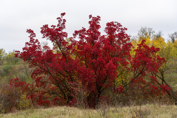 Autumn tree with red leaves alive