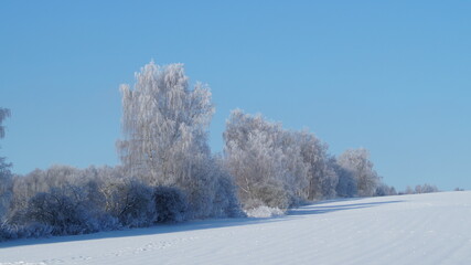 snow covered trees