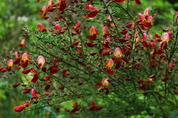 Caesalpinien Strauch Garten Herbst Rot 