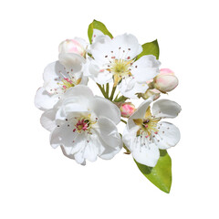 Fototapeta na wymiar flower isolated on white background