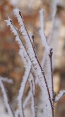 frost on a tree