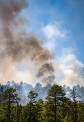 Forest Fire in Coconino National Forest