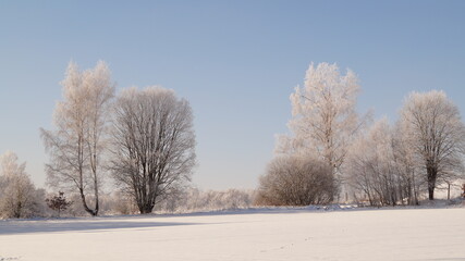 trees in the snow