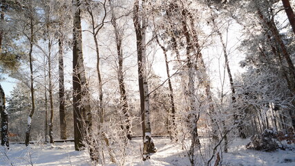 snow covered trees