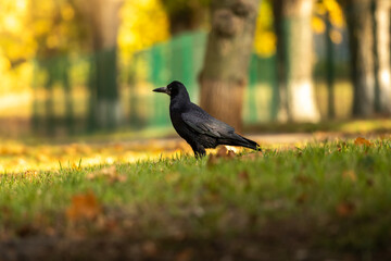 Fototapeta premium Raven on a green meadow with autumn leaves and background