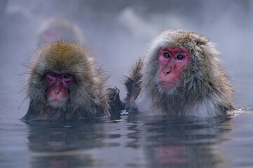 Obraz premium 温泉につかる猿