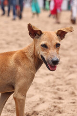 Obraz premium dog on the beach