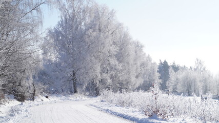 snow covered trees