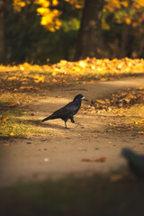 Obraz premium Raven is walking on an autumn background with leaves and beautiful lighting vertical photo