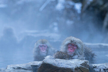 Fototapeta premium 温泉につかる猿