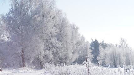 snow covered trees