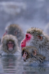 Fototapeta premium 温泉につかる猿