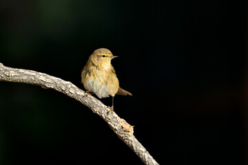 Willow warbler en la rama  (Phylloscopus trochilus)