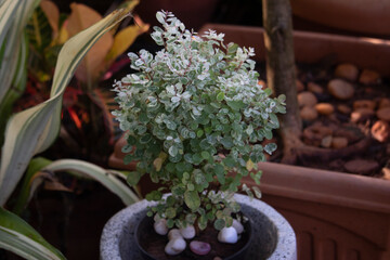 lavender flowers in a pot