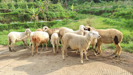 Obraz premium Herd of Sheep Eating Grass in The Meadow. Central Java Indonesia.