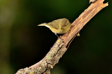 Willow warbler posada en una  rama diagonal con fondo verde oscuro  (Phylloscopus trochilus) Ojén...