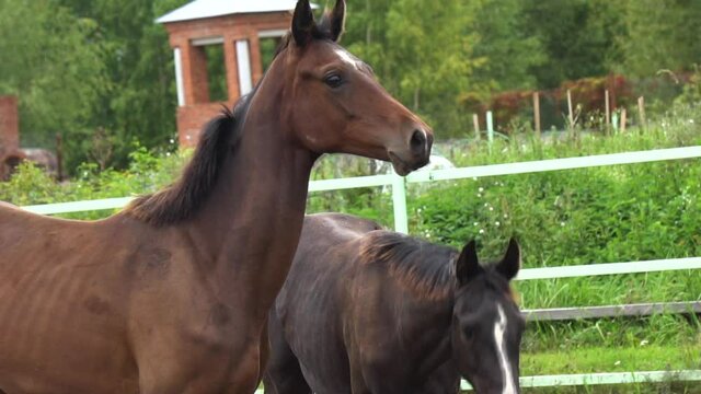 Bay and dark bay colts in a paddock closeup, slow-motion