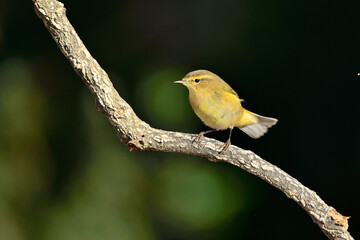Willow warbler en la rama con fondo verde oscuro (Phylloscopus trochilus) Ojén Málaga España 