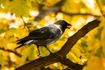 Obraz premium Bird western jackdaw with food in its beak on a branch on an autumn background