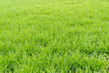 Green field of young winter wheat