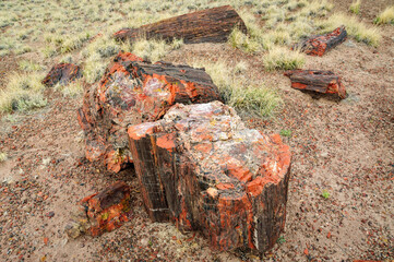 Colorful Petrified Logs at Petrified Forest National Park