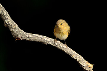 Willow warbler en la rama con fondo verde oscuro (Phylloscopus trochilus) Ojén Málaga España 