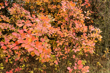 Autumn leaves on trees