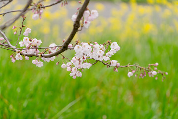 桜と菜の花畑