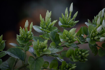 flower in the garden
