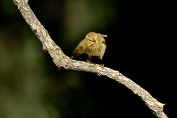 Willow warbler en la rama con fondo verde oscuro (Phylloscopus trochilus) Oj&eacute;n M&aacute;laga Espa&ntilde;a 