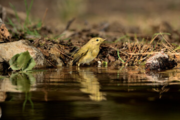 Willow warbler bañándose en el estanque del parque (Phylloscopus trochilus) Ojén Málaga España 