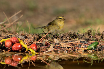 Fototapeta premium Willow warbler en el estanque del parque con frutos rojos (Phylloscopus trochilus) Ojén Málaga España 