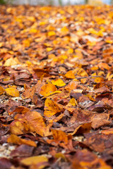 autumn landscape in the mountains
