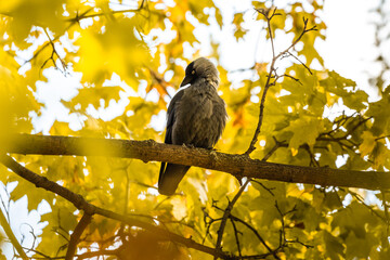 Obraz premium The western jackdaw bird sits against a background of autumn foliage and cleans feathers in its natural habitat