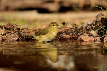 Willow warbler bañándose en el estanque del parque (Phylloscopus trochilus) Ojén Málaga España 