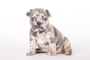 Französische Bulldogge 