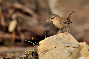 Chochín común en una piedra (Troglodytes troglodytes) Ojén Málaga España 