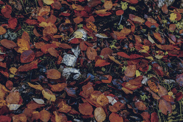 autumn leaves in the forest
