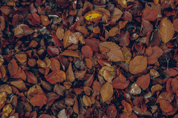 autumn leaves in the forest
