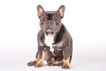 Franz&ouml;sische Bulldogge 