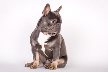 Französische Bulldogge 