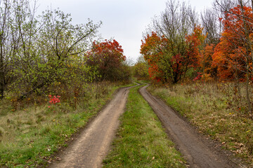 Dirt road in autumn forest