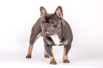 Fototapeta premium Französische Bulldogge 