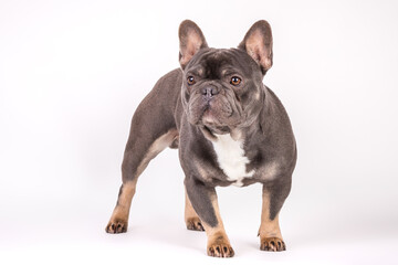 Französische Bulldogge 