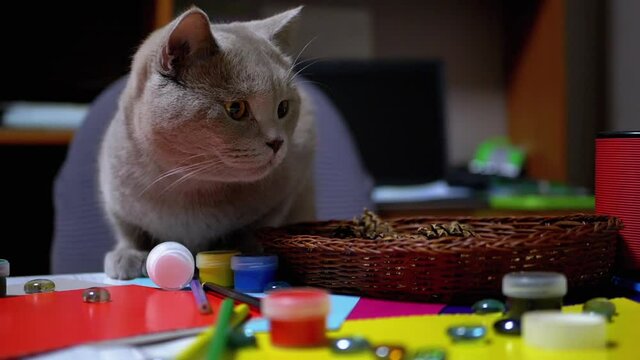 Sly British Cat Jumped on Table and to Steal Paint Brush. Thief. Animal Instinct