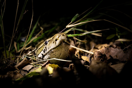 A python, Python sebae, peers its head out of some dry leaves, lit up by a spotlight	